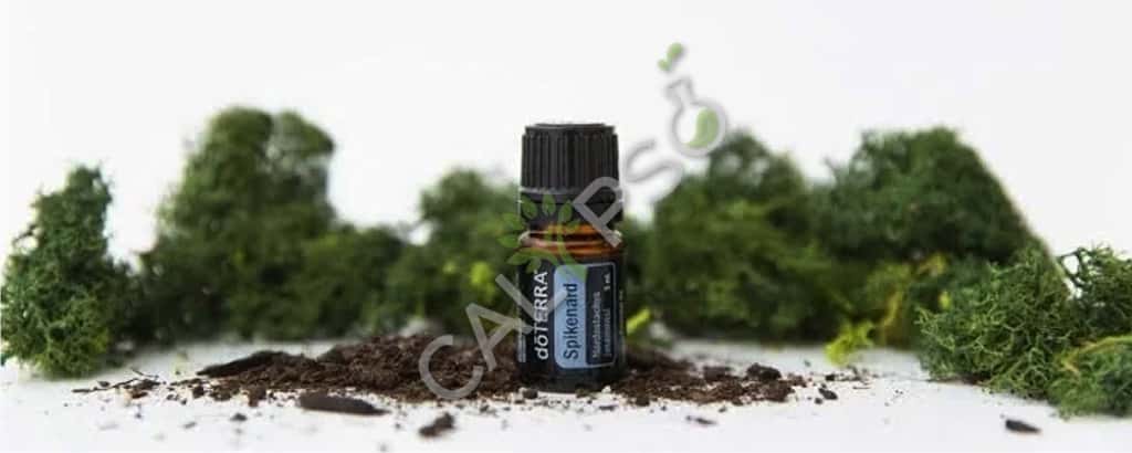 Spikenard Oil Near Me